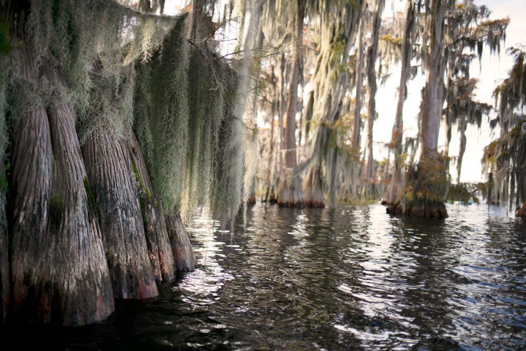 Mangrove trees on a lake